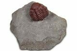 Enrolled Red Morocops Trilobite - Hmar Laghdad, Morocco #359134-3